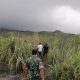 Terkena Dampak Erupsi Gunung Merapi Dukono Halmahera Utara, Ada Pendaki Diinfokan Masih Hilang