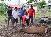 TGM dan Organisasi Gabungan Kubar Kurban 2 Sapi saat Idul Adha