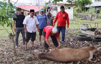 TGM dan Organisasi Gabungan Kubar Kurban 2 Sapi saat Idul Adha