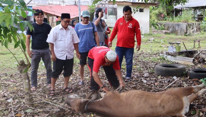 TGM dan Organisasi Gabungan Kubar Kurban 2 Sapi saat Idul Adha
