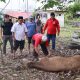 TGM dan Organisasi Gabungan Kubar Kurban 2 Sapi saat Idul Adha