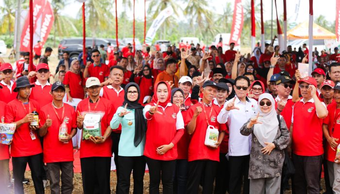 Dukung Penguatan Ketahanan Pangan, GNTI Gelar Panen Raya Jagung di Pesawaran