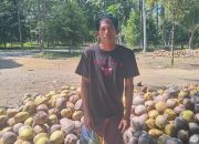 Petani Kelapa di Halmahera Utara, Akui Kehadiran PT NICO Berdampak Positif dan Bawah Keberuntungan Bagi Ekonomi Masyarakat