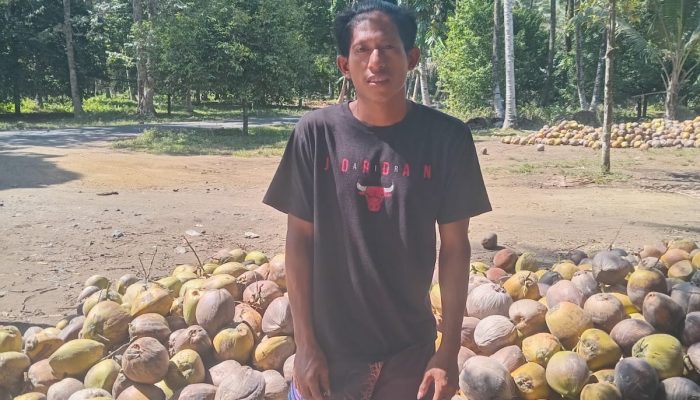 Petani Kelapa di Halmahera Utara, Akui Kehadiran PT NICO Berdampak Positif dan Bawah Keberuntungan Bagi Ekonomi Masyarakat