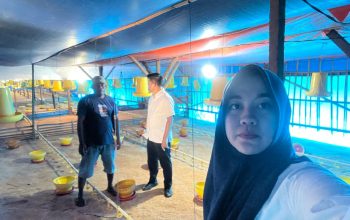 Dari Pinjaman Rp50 Juta, Peternakan Ayam Bukori Kini Berkapasitas 14.000 Ekor, BRI Unit Mandah Dorong Usaha Terus Berkembang