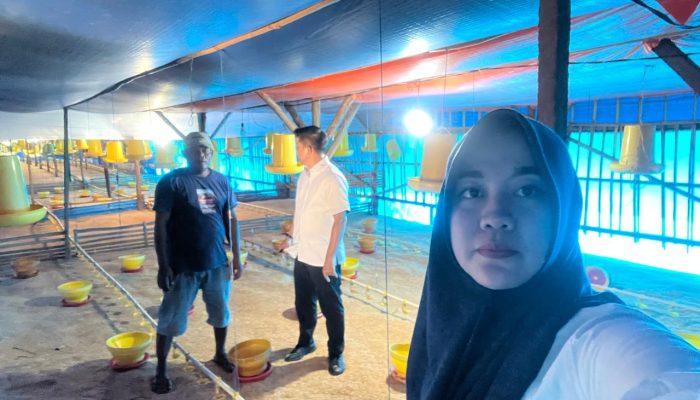Dari Pinjaman Rp50 Juta, Peternakan Ayam Bukori Kini Berkapasitas 14.000 Ekor, BRI Unit Mandah Dorong Usaha Terus Berkembang